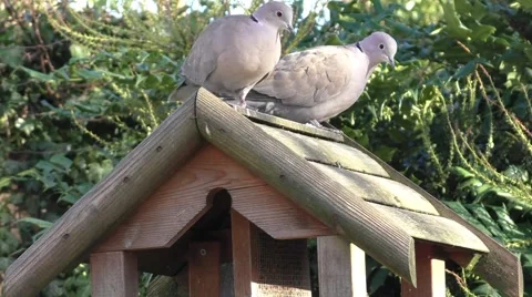 Pigeons looking for food Stock Footage 47730530