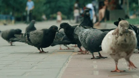Pigeons looking for food Video stock 112691783