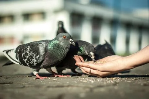 Pigeons lunch Stock Photos