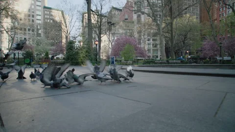 Pigeons In Madison Square Park Stock Footage 130872006