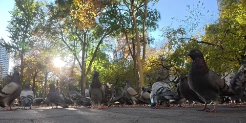 Pigeons in Madison Square Park Stock Footage 291921286