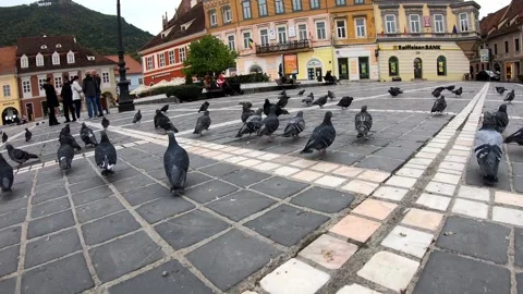 Pigeons in the main square Stock Footage 163298012