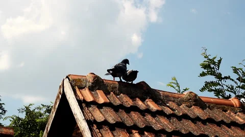 Pigeons make love. Video stock 37020982