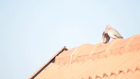 Pigeons Mating Stock Footage 91983124