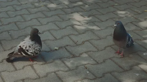 Pigeons mating of the pavement, slow motion. Male is handicapped. Stock Footage 155352760