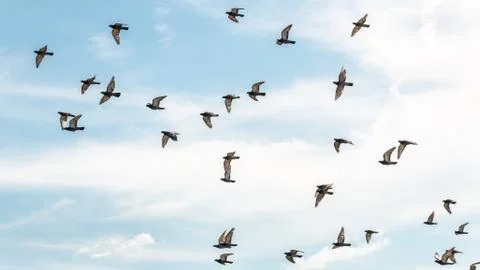 Pigeons in mid flight Foto stock