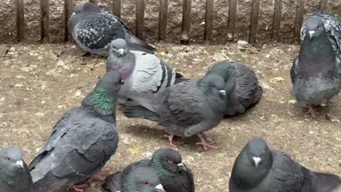 Pigeons mill about on the ground until agitated Video stock 171890644
