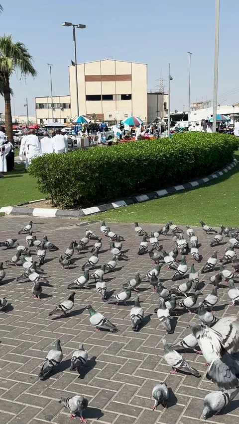 Pigeons in Mosque Plaza Stock Footage 336407732