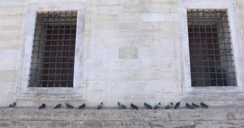 Pigeons on a mosque wall beneath barred windows, quiet symmetry. Stock Footage 320029190