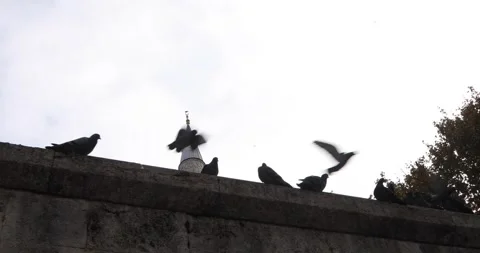 Pigeons on mosque wall as one lifts off, minaret spire in backlight Stock Footage 320172065