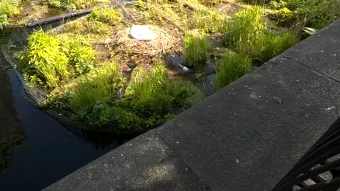 Pigeons Move Around a Nesting Swan No Audio 59s Stock Footage 144008429