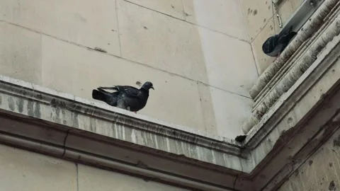 Pigeons on Museum Building Ledge Vídeos de archivo 324705392