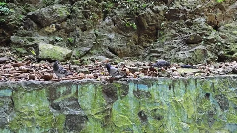 Pigeons in nature Stock Footage 286919223
