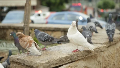 Pigeons In Nazareth Center Stock Footage 102178247