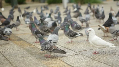 Pigeons In Nazareth Center Stock Footage 102178257