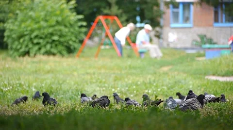 Pigeons near playground  fly forth 스톡 동영상 7740533