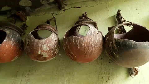 Pigeon's nest. Stock Footage 201686087