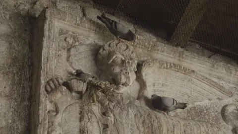 Pigeons Nesting on Venetian winged Lion in Kotor, Montenegro Stock Footage 277488644