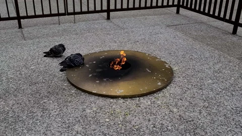 Pigeon's next to fire Stock Footage 144857879