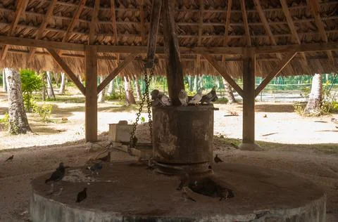 Pigeons on the the old mill Stock Photos