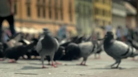 Pigeons in old town Stock Footage 21239620