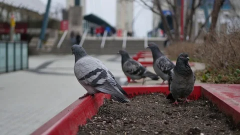Pigeons outside looking at people 스톡 동영상 74113138