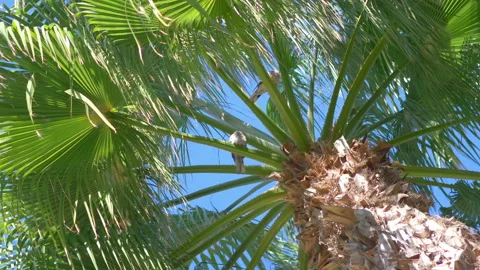 Pigeons on palm tree in 4k slow motion 60fps Stock Footage 113677951