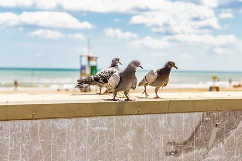 Pigeons on a parapet Foto stock