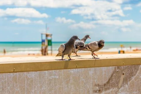 Pigeons on a parapet Foto stock