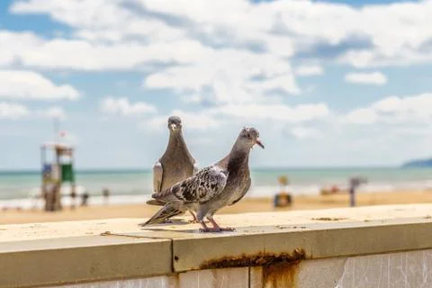Pigeons on a parapet Foto stock