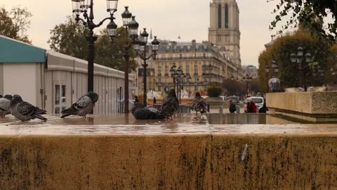 Pigeons in Paris Stock Footage 203896199