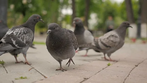 Pigeons in the Park - 2 Stock Footage 91617414