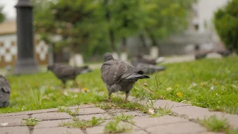 Pigeons in the Park - 3 Stock Footage 91617416
