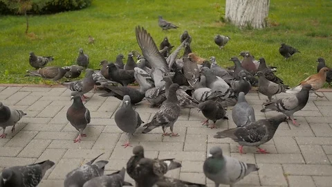 Pigeons in the Park - 6 Stock Footage 91617415