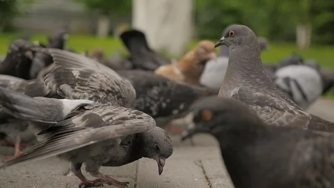 Pigeons in the Park - 7 Stock Footage 91617431