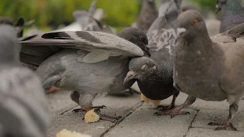 Pigeons in the Park - 8 Stock Footage 91617438