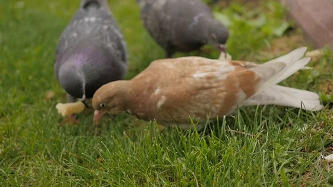 Pigeons in the Park - 9 Stock Footage 91617437
