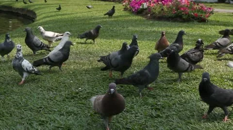 Pigeons in the park Stock Footage 10868111