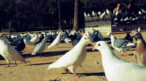 Pigeons in a park Video stock 47961027