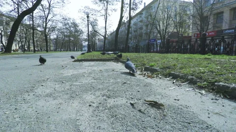 Pigeons in Park Video stock 48551560