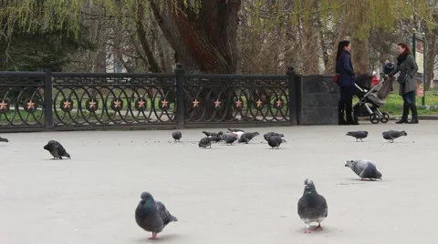 Pigeons in a park 動画素材 62853692