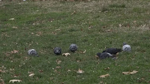 Pigeons in the park 動画素材 70488148