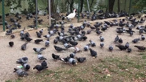 Pigeons at the park 動画素材 82688716