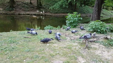 Pigeons in the park 動画素材 89719215