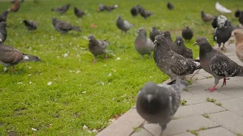 Pigeons in the Park Stock Footage 91617427
