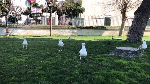 Pigeons in park 스톡 동영상 107164215