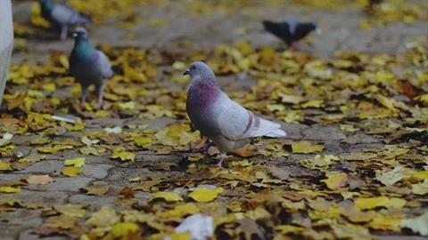 Pigeons in park Stock Footage