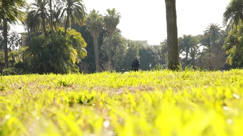 Pigeons in park Stock Footage 128447448