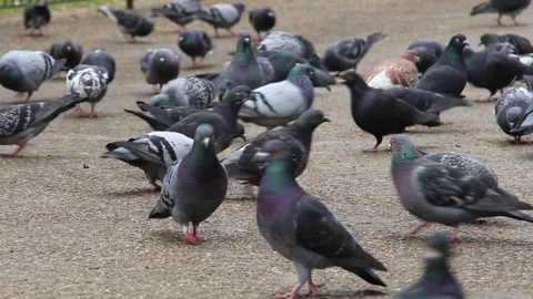 Pigeons in the park Stock Footage 153276852