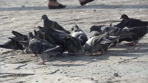 The pigeons at park Stock Footage